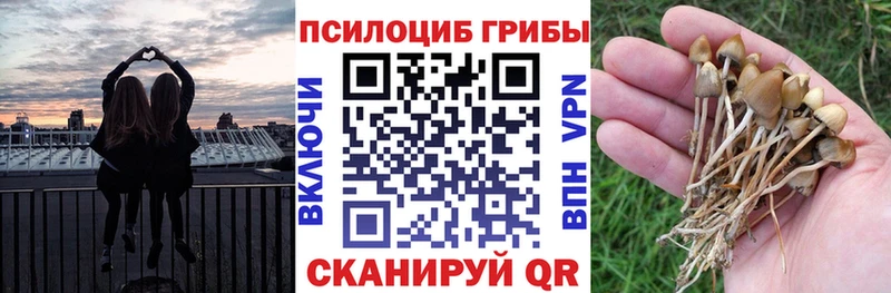 Купить  Кашин  Псилоцибиновые грибы прущие грибы 